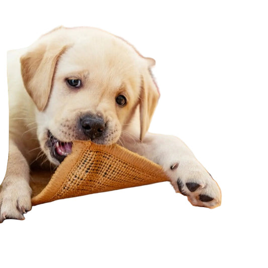 Where to Buy the Best Pure Vegetarian Dog Food in India (Complete Buying Guide)